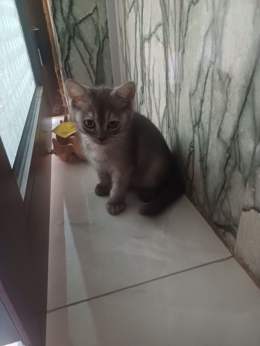 Продаются Котята