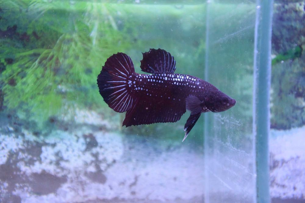 Pereche Pesti Acvariu Betta Splendens Mascul Femela Samurai Avatar