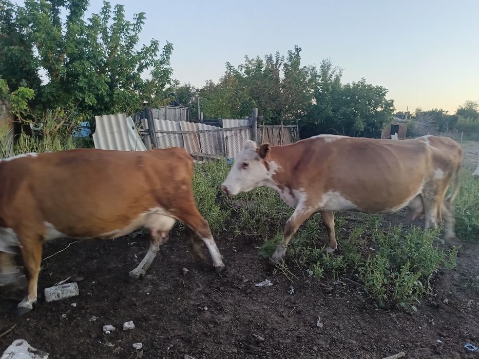 Продам коров доенные