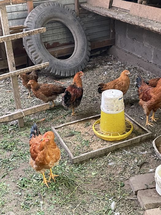 Продам петухов кученской породы