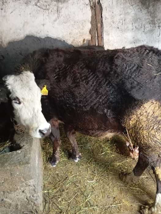 Продам коров породистых