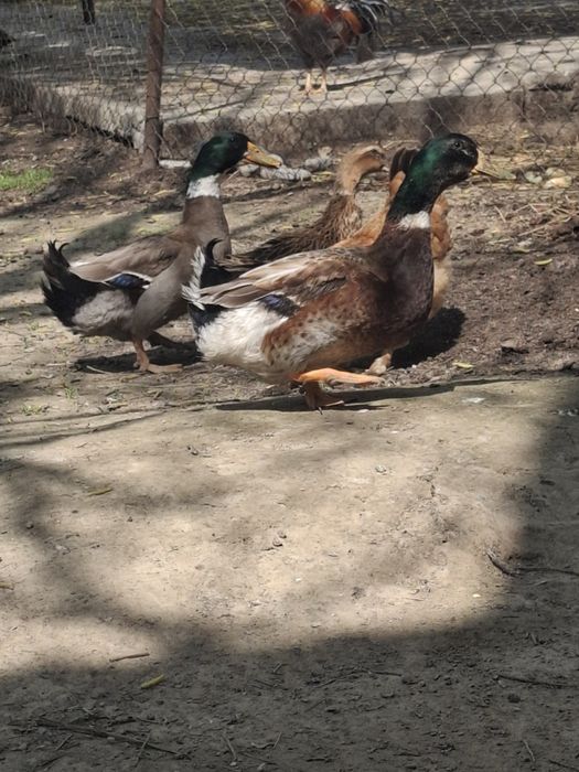 Продам Утка башкирская пекинская