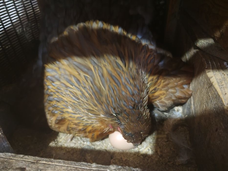 Продается курица квочка(клушка)