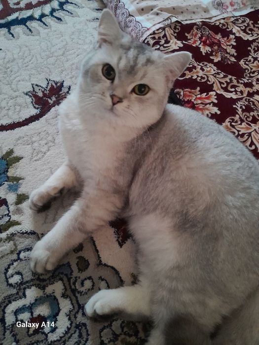 Кот для вязки, коту 11 месяцев. Серебристая шиншилла