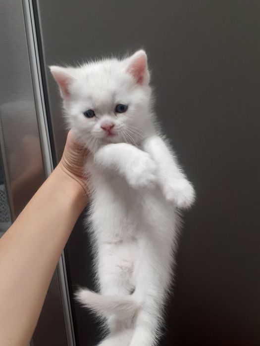 Oppoqqina (qiz bola) straychaa srochna sotiladi