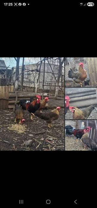 Oua pt incubat din gaini de rasa