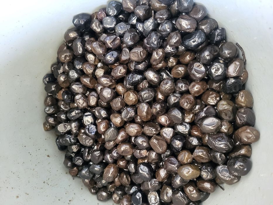 Оливки  в наличии