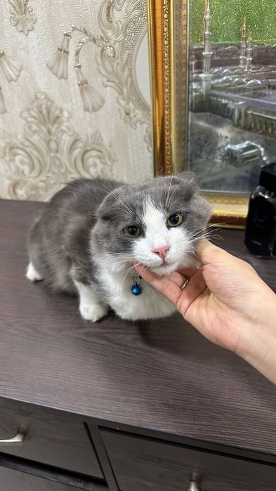Отдам даром красивую кота хороший руки 1 год мальчик