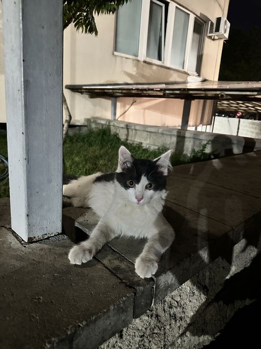 Котик ищет семью