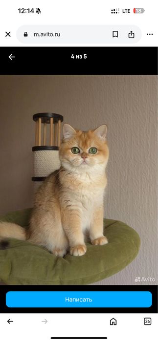 ВЯЗКА. Золотистая шиншилла, кот для вязки