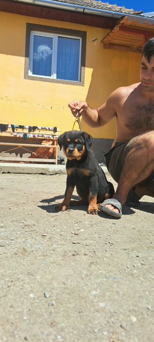 Pui Rottweiler talie mare
