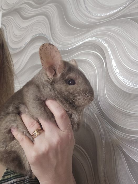 Продам пару шиншилл