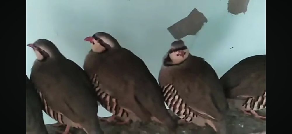 Кеклики. Каменная куропатка