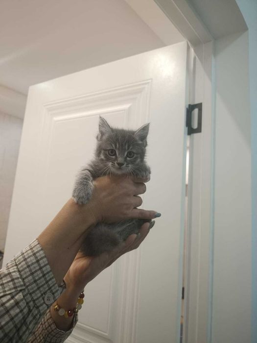 Отдам котят в хорошие руки