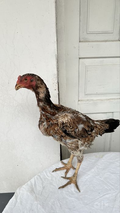 tullak xoʻroz tullak tovuq