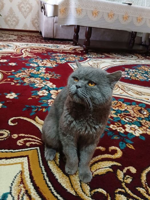 британский шиншилла тозза