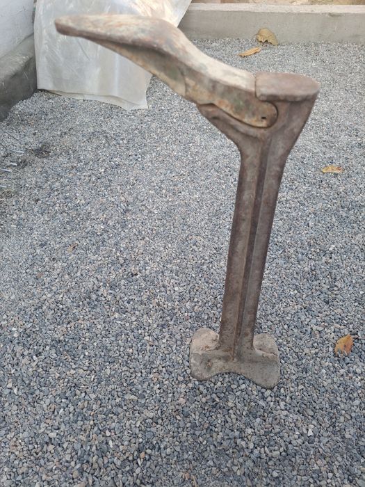 Продается лапа сапожника