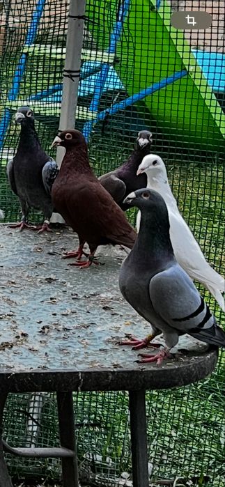 Porumbei voiajori de vanzare