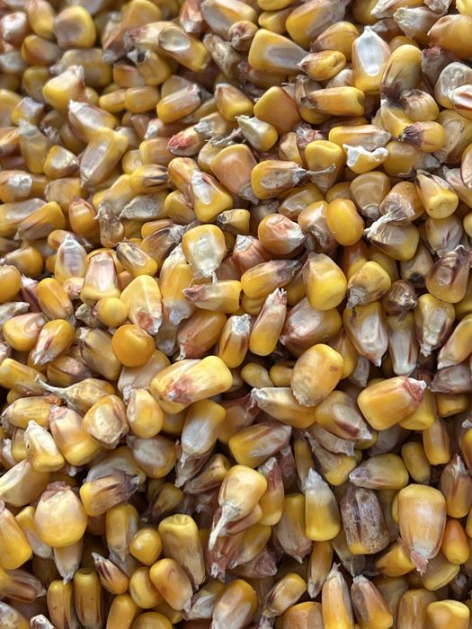 Porumb boabe calitate