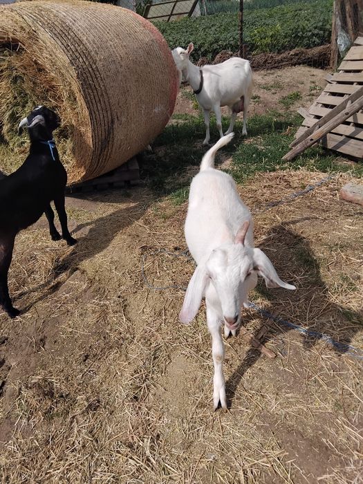 De vînzare iede de vînzare și un țap anglonubian!