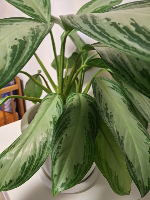 Продам взрослое растение Аглоонема