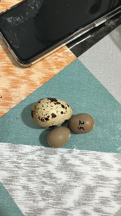 Расписной перепел.