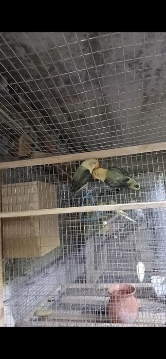 Неразлучка привазной дан чиккан