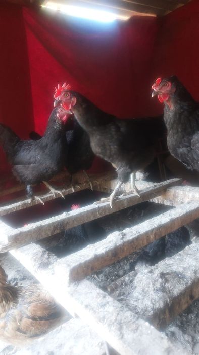 Продаётся куры домашние