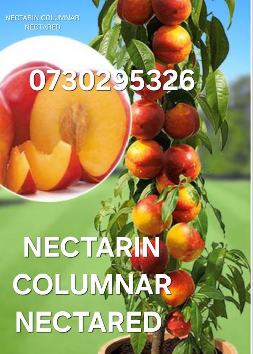 Vând Pomii Fructiferi COLUMNARI Anul 3 de vegetație Certificați