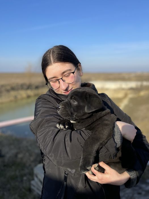Pet sitting și cazare temporară pentru câini și pisici