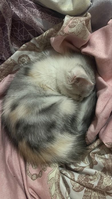 Котеннок серебристая шиншила