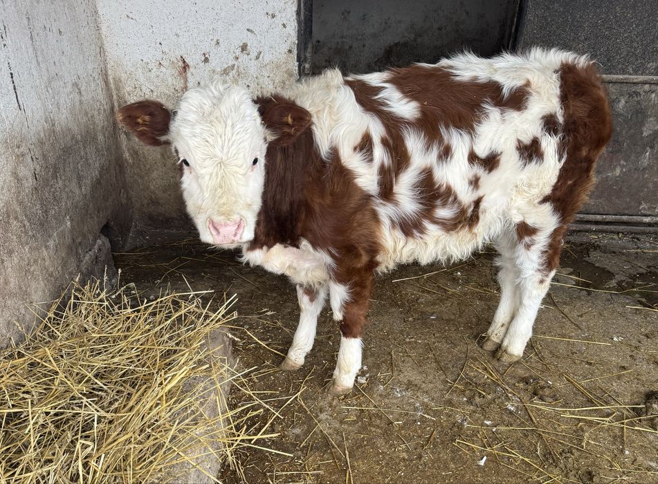 Vând vițea bălțată