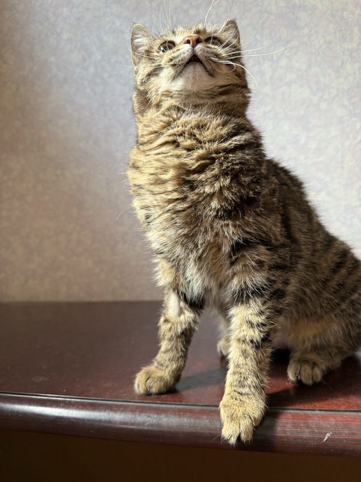 Отдам кошечку в добрые руки