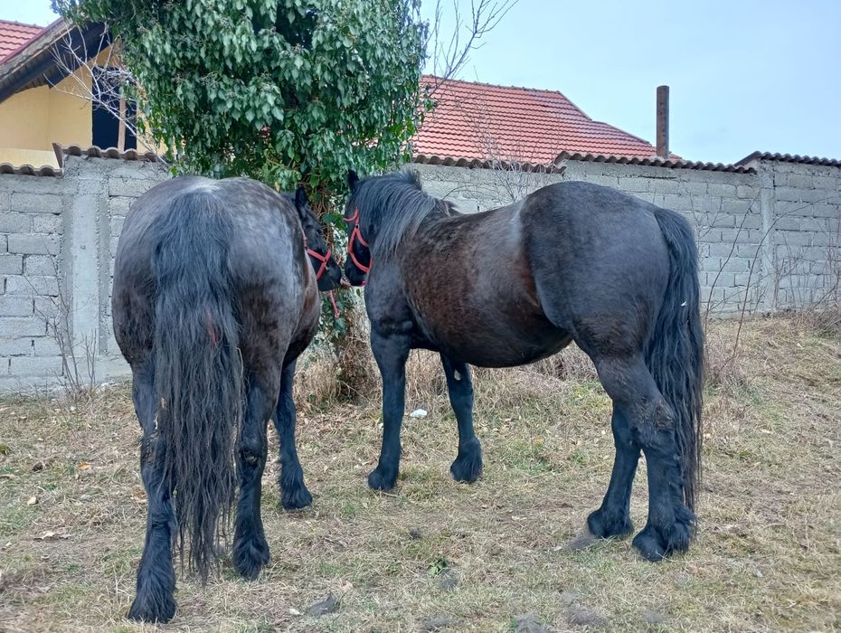 Se vând 2 mânze și 2 mânzi,cai, semigreu,