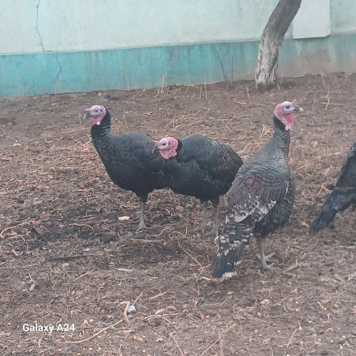 Индюктер сатылады