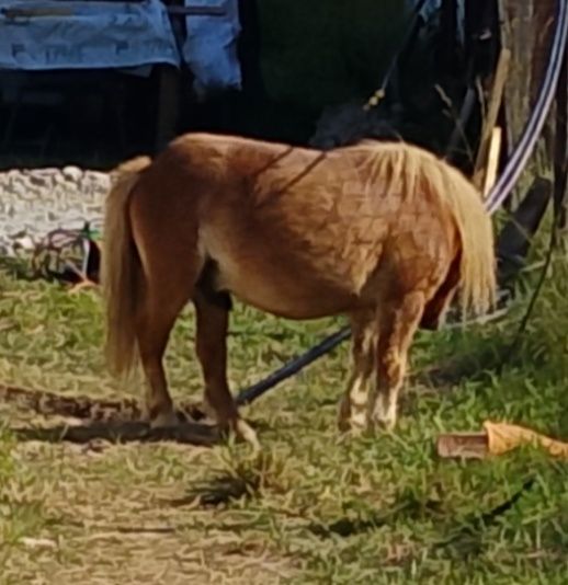 Ponei foarte blând