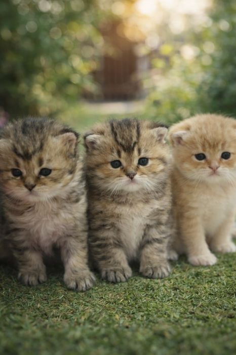 Чисто кровные котёнки