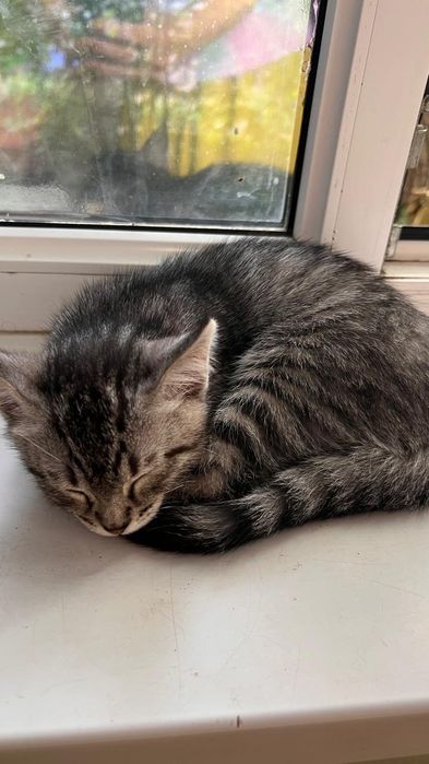 Котята очень ищут дом