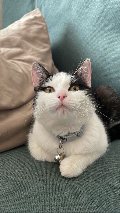 Отдам котенка в добрые руки