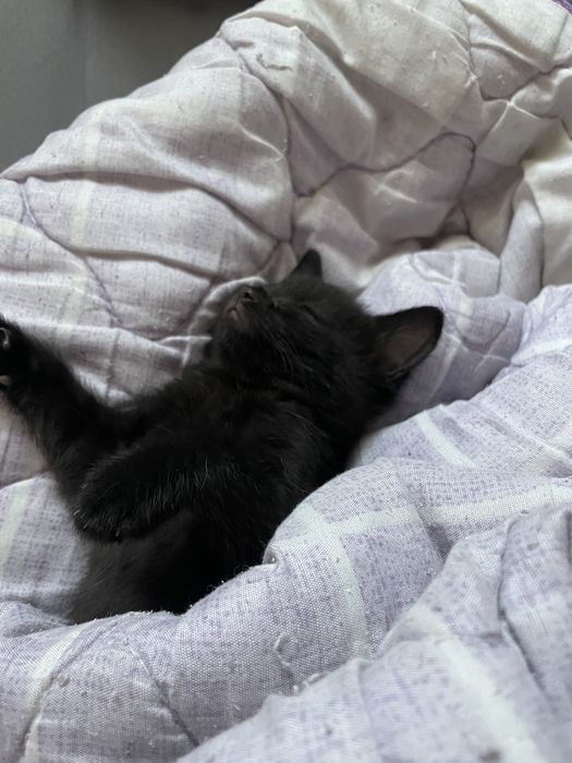 Котенок пародистый  маленкий девочка