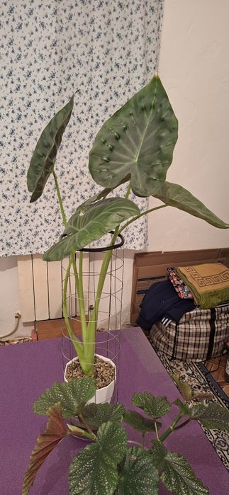 Фикус бенджамина