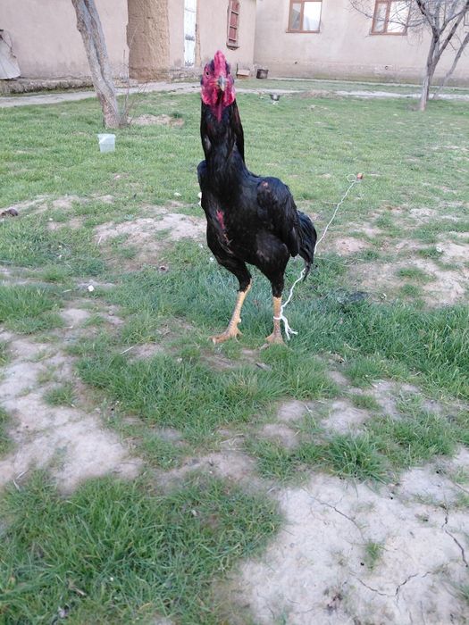 Дакан бойцовский