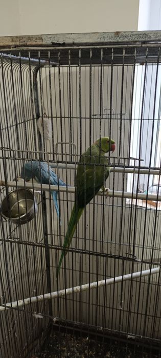 Vând Micul Alexandru