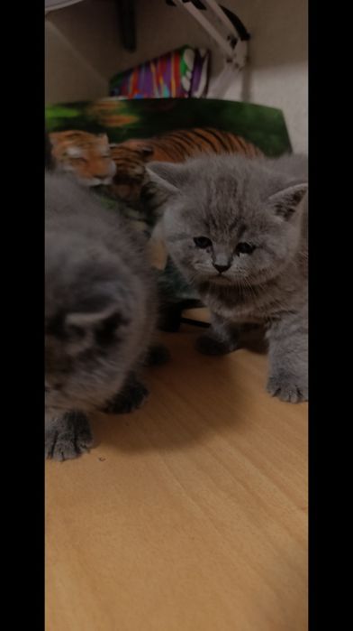 Чистокровные шотланки