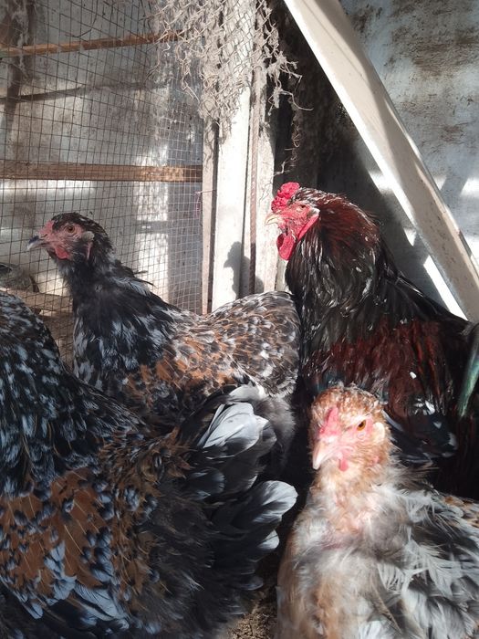 Инкубационные яйца и цыплята Брама