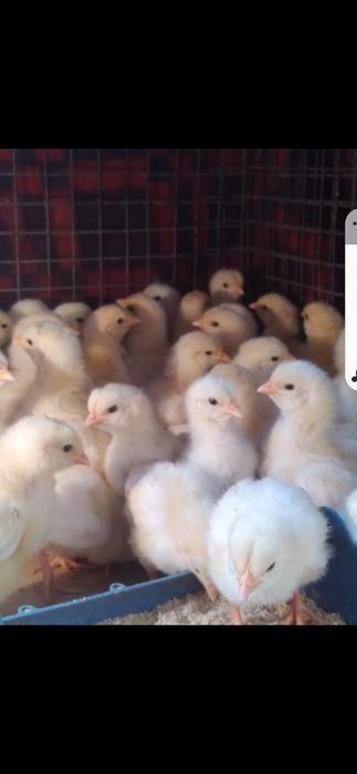 Продам цыплят хороших