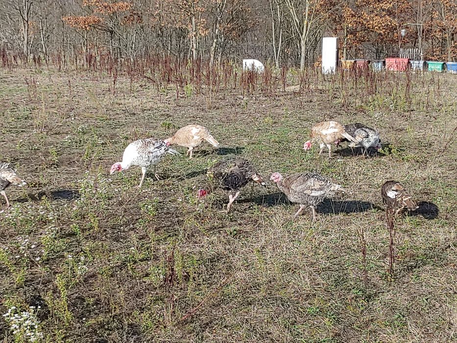 Curci curcani tineri