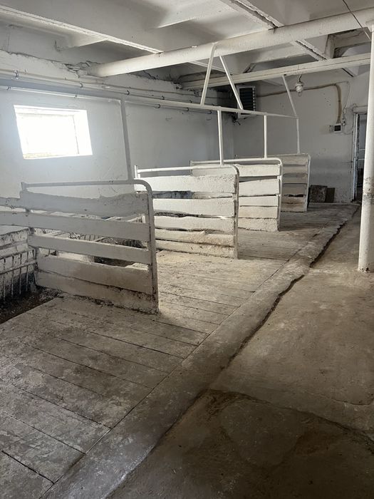 Продам лошадей на согым