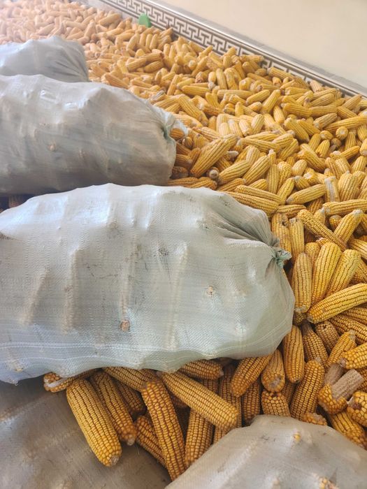 Кузги макка сотилади