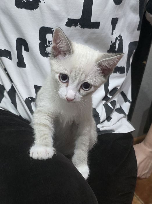 Отдам котенка ( девочка